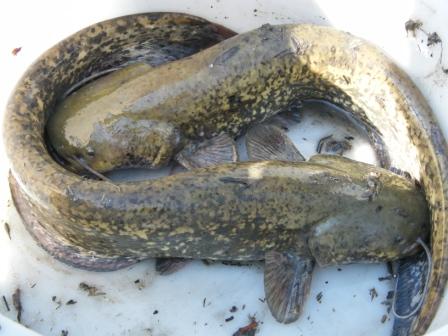 Abfischen Schwanenteich 2009